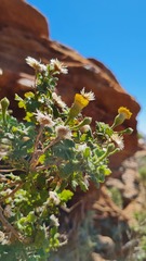 Pentatrichia petrosa