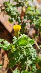 Pentatrichia petrosa