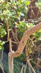 Pentatrichia petrosa