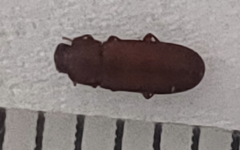 Tribolium castaneum