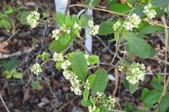 Psychotria erythrocarpa
