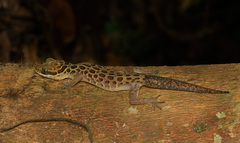 Cyrtodactylus zebraicus