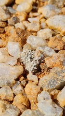 Anacampseros baeseckei