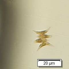 Tetradesmus lagerheimii