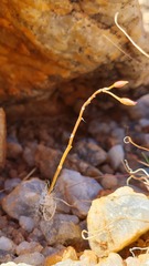 Anacampseros baeseckei