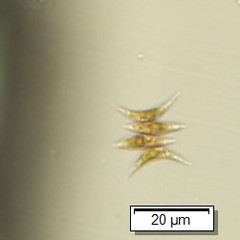 Tetradesmus lagerheimii