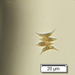 Tetradesmus lagerheimii