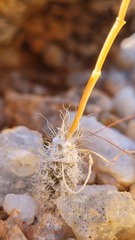 Anacampseros baeseckei