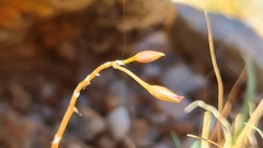 Anacampseros baeseckei