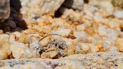 Anacampseros baeseckei