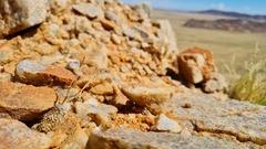 Anacampseros baeseckei