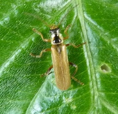 Cantharis decipiens