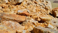 Anacampseros baeseckei