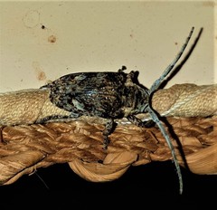 Crossotus stypticus stypticus