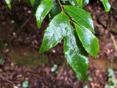 Symplocos baeuerlenii