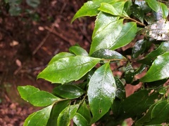 Symplocos baeuerlenii