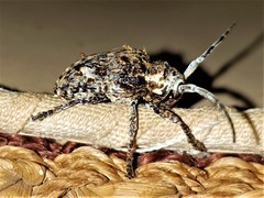 Crossotus stypticus stypticus