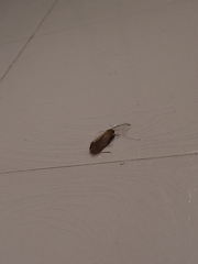 Lepidoptera