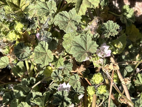 Malva parviflora observed 2022-03-15