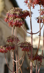 Kalanchoe