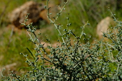 Tetraena longicapsularis