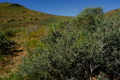 Tetraena longicapsularis