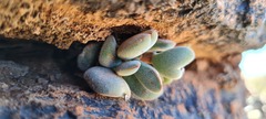 Crassula sericea