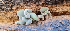Crassula sericea