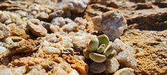 Crassula sericea