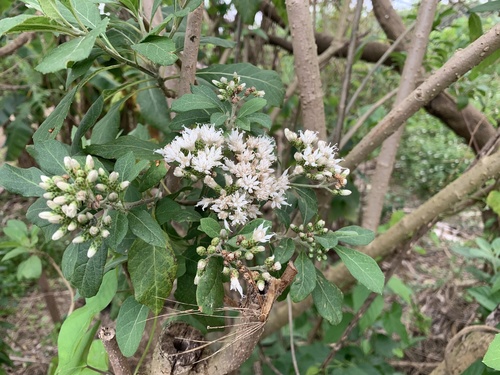 River Bittertea