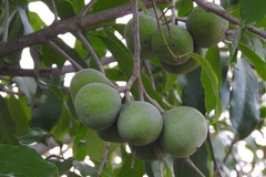 Olmediella betschleriana