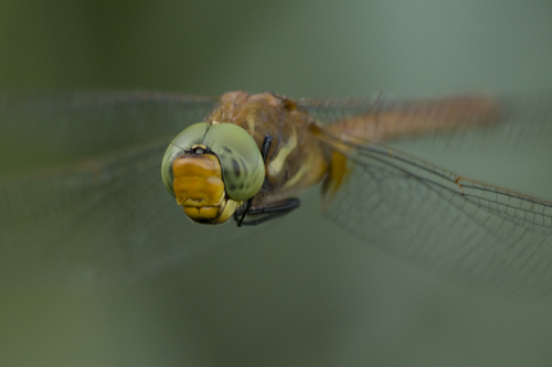Rudasis laumžirgis nuotrauka