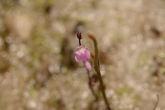Utricularia minutissima