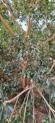 Ficus cordata