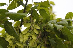 Acer negundo mexicanum