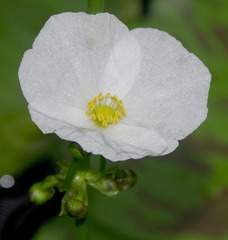 Echinodorus palifolius