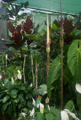 Amorphophallus decus-silvae