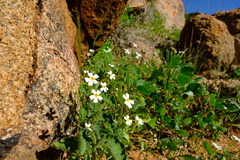 Jamesbrittenia primuliflora