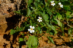 Jamesbrittenia primuliflora