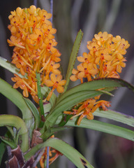 Ascocentrum aurantiacum