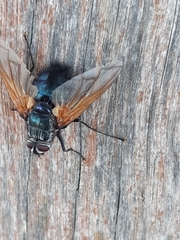 Chetogaster violacea-viridis