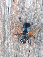 Chetogaster violacea-viridis