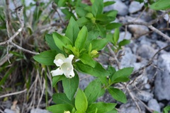 Eremogeton grandiflorus