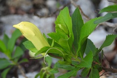 Eremogeton grandiflorus