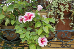 Hibiscus rosa-sinensis