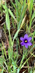 Sisyrinchium bellum