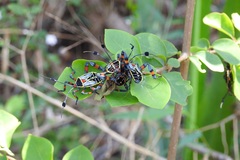 Pachylis acutangulus