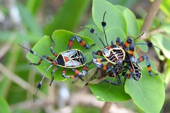 Pachylis acutangulus