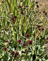 Sanicula bipinnatifida