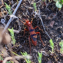 Compsocryptus calipterus